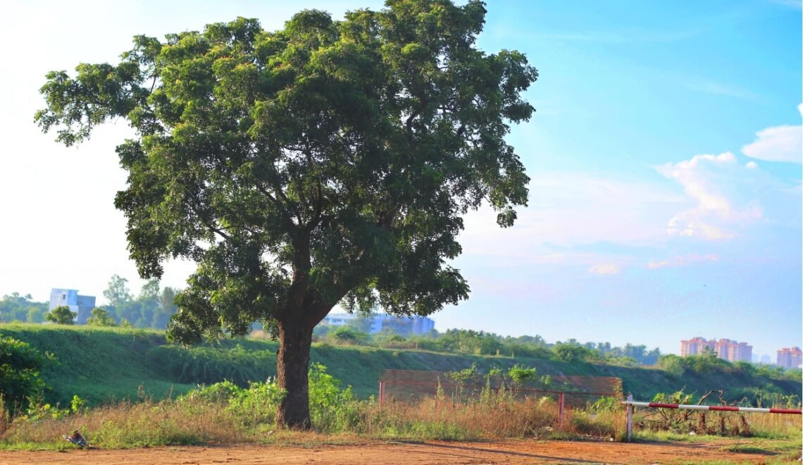 Árbol en un campo