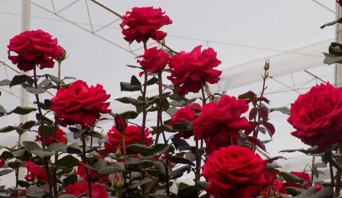 Rosas rojas en un cultivo