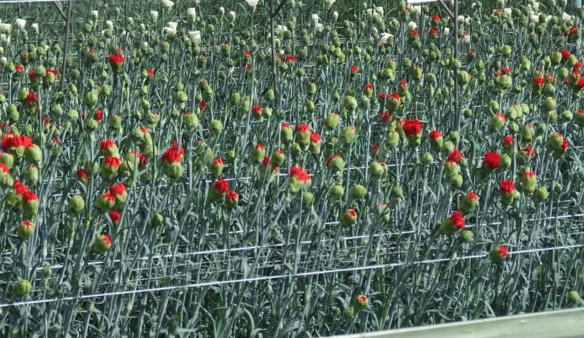 Cultivo de flores rojas