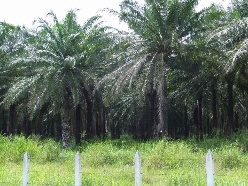 palmera africana
