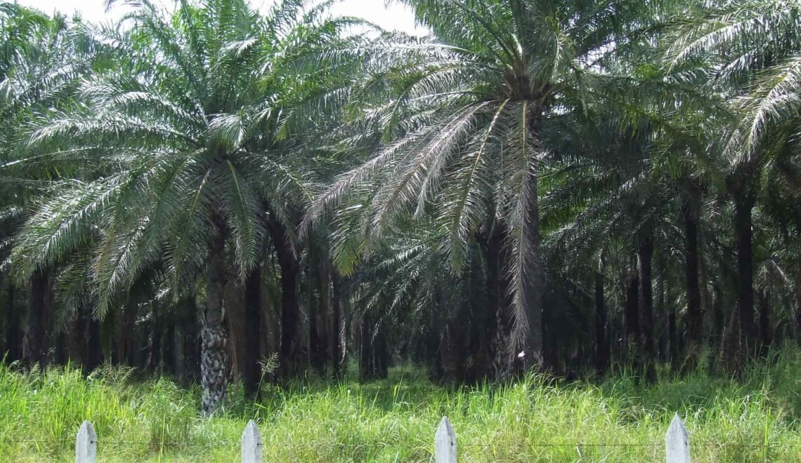 palmera africana