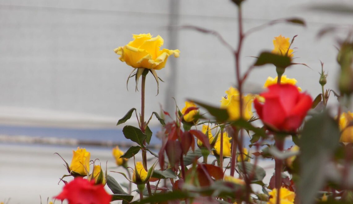 rosas amarillas y rosadas