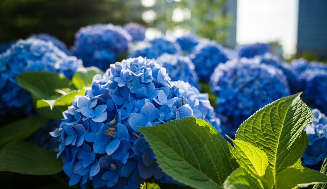 Hortensias azules