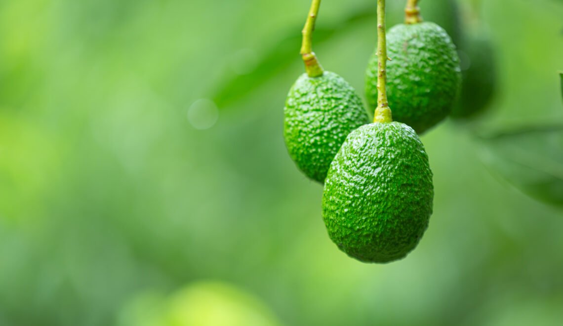 Aguacates