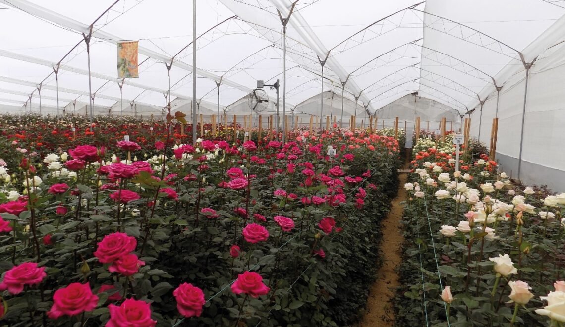 Cultivo de rosas rosadas y blancas