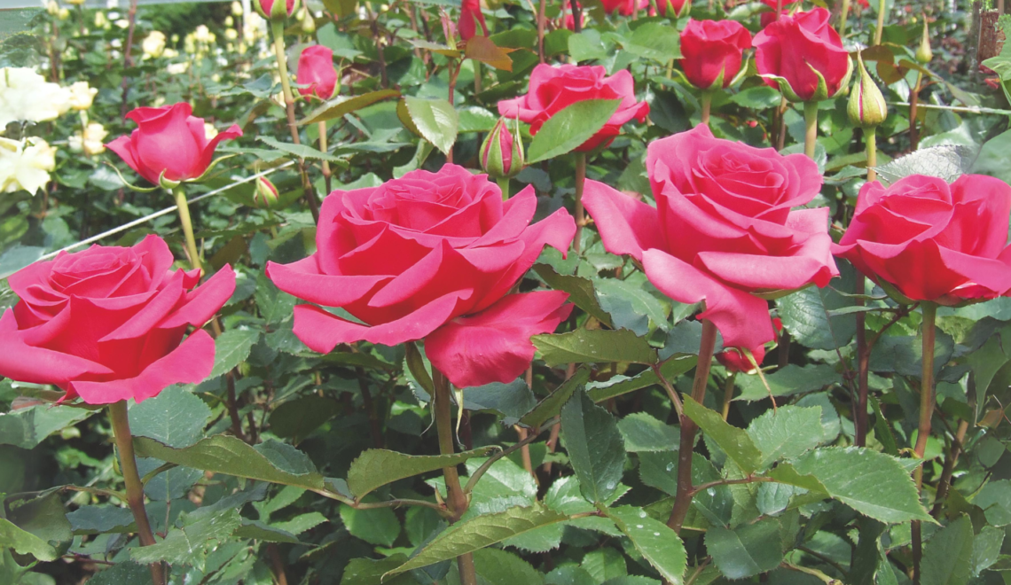 Cultivo de rosas