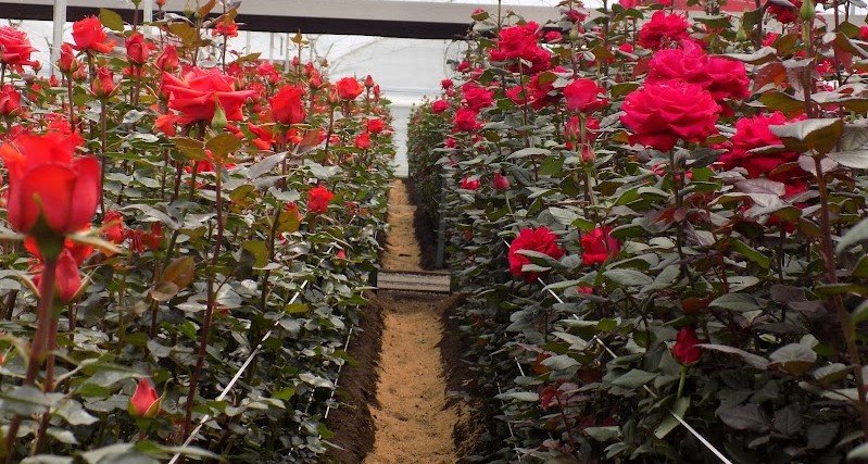 Cultivo de rosas rojas