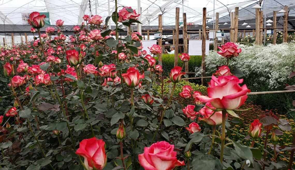 Cultivo de rosas