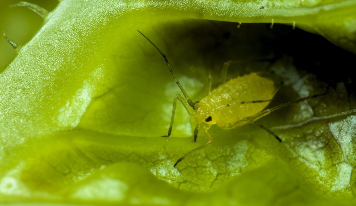 Insecto en una hoja de un cultivo de flores