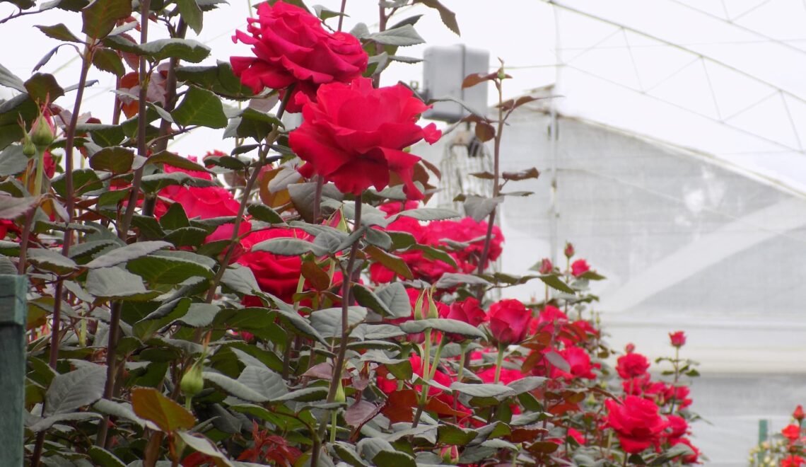 Cultivo de rosas rojas bajo invernadero