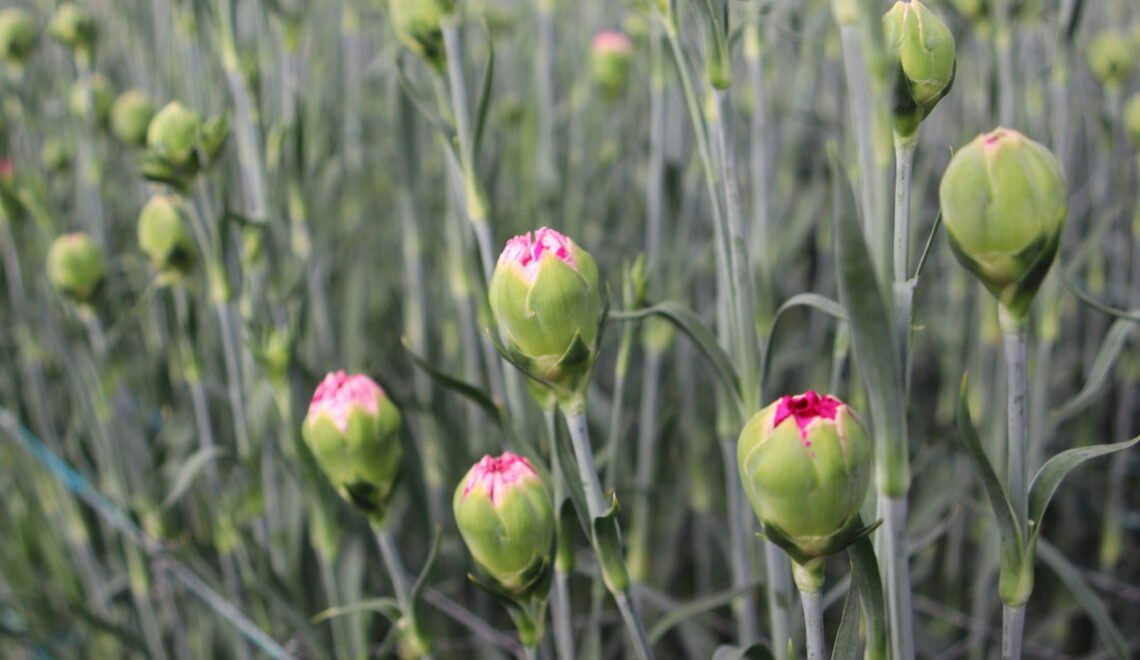 cultivo de flores