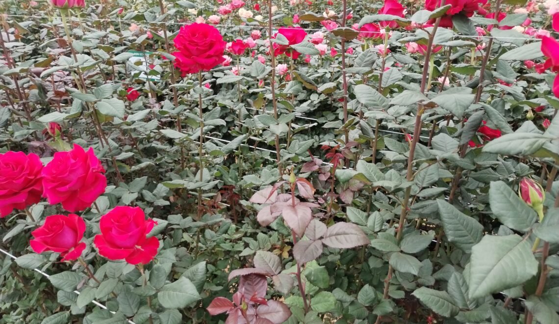 Cultivo de rosas rojas