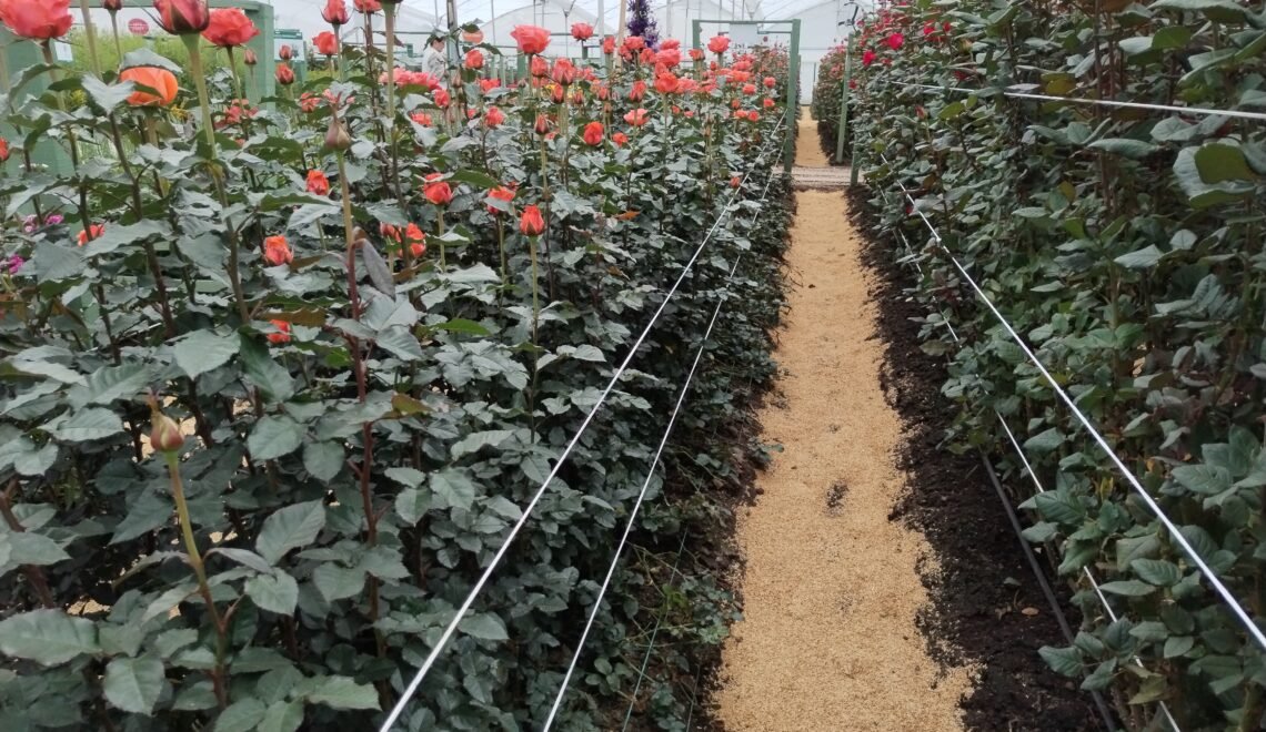 Cultivo de rosas