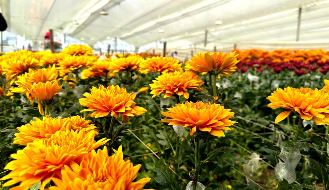Cultivo-de-flores-amarillas